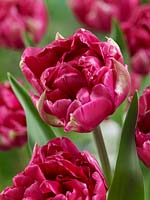 Tulipa Double Early Dubbel Paars