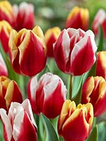 Tulipa Triumph Dow Jones and Markant mixed
