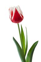 Tulipa Triumph Markant