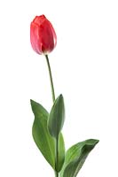 Tulipa Darwin Hybrid Van Eijk