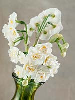 Narcissus Double Bridal Crown in vase