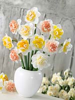 Narcissus Double mixed colours in vase