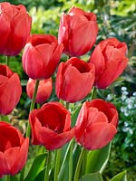 Tulipa Darwin Hybrid Van Eijk