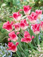 Tulipa Lily Flowered Romano