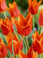 Tulipa Lily Flowered Synaeda Orange
