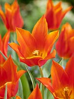 Tulipa Lily Flowered Synaeda Orange