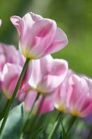 Tulipa Triumph Synaeda Amor