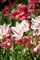 Tulipa Lily Flowered Marilyn