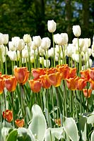 Tulipa Triumph Annie Schilder und Tulipa Single Late Maureen