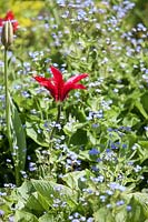 Stimmungsbild mit Tulipa viridiflora Hollywood und Brunnera macrophylla