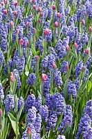 Hyacinthus orientalis Skyline und Tulipa Triumph Synaeda Blue