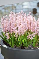 Hyacinthus orientalis Pink Festival in pot