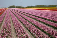 Cultivated area, tulip field