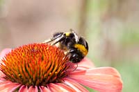 Bumble-bee on Echinacea Katie Saul