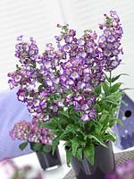 Penstemon hartwegii POLARIS Purple in vase