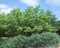 Pterocarya fraxinifolia and Salix rosmarinifolia