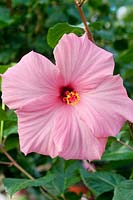 Hibiscus rosa-sinensis Seminole