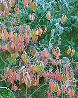 Euonymus bungeanus with morning frost