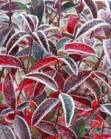 Viburnum Le Bois Marquis with morning frost