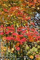 Acer japonicum in autumn behind iron fence