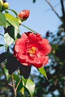 Camellia General Leclerc