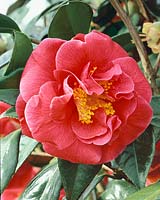 Camellia japonica Guilio Nuccio