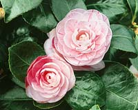 Camellia japonica Chardonneret