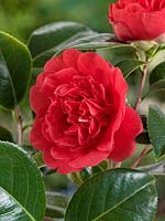 Camellia japonica Kramer's Supreme
