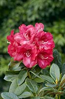 Rhododendron williamsianum Lissabon
