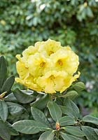 Rhododendron Finesse