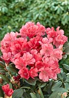Rhododendron Lampion