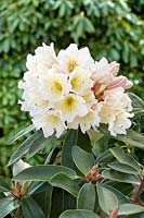 Rhododendron INKARHO-Dufthecke ®