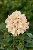 Rhododendron Mrs. Reini Huisman