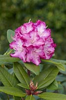 Rhododendron Lisette
