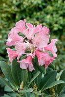 Rhododendron Rondo
