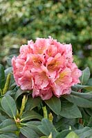 Rhododendron Dolcemente