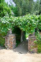 Entrance into the mediterranean garden with Vitis vinifera