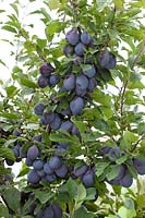 Prunus domestica subsp. domestica Topper ®