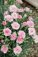 Dianthus Scent First™ Series Patio Selection Candy Floss