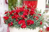 Dianthus Early Bird™ Double Series Radiance in pot