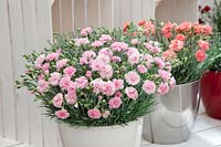 Dianthus Scent First™ Series Patio Selection Candy Floss in pot
