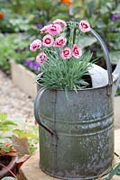 Impression with watering can and Dianthus