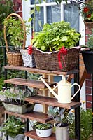 Recycling garden with herbs and vegetable