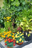 Summerflowers and vegetable in pot for balcony