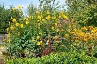 Summer border with Rudbeckia, Verbena, Swiss Chard, Heliopsis and ornamental grasses