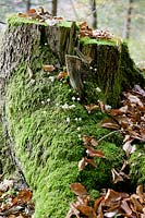 Fall impression with tree trunk, moss and mushrooms 