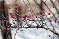 Winter impression with ice covered rose hip twigs