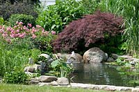 Pond with aquatic plants Acer, Rosa and ornamental grasses