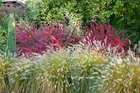 Autumn lifestyle in the garden with Pennisetum and Berberis thunbergii