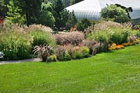 Mixed Oriental grasses with Annuals